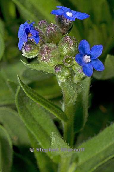 anchusa capensis 3 graphic